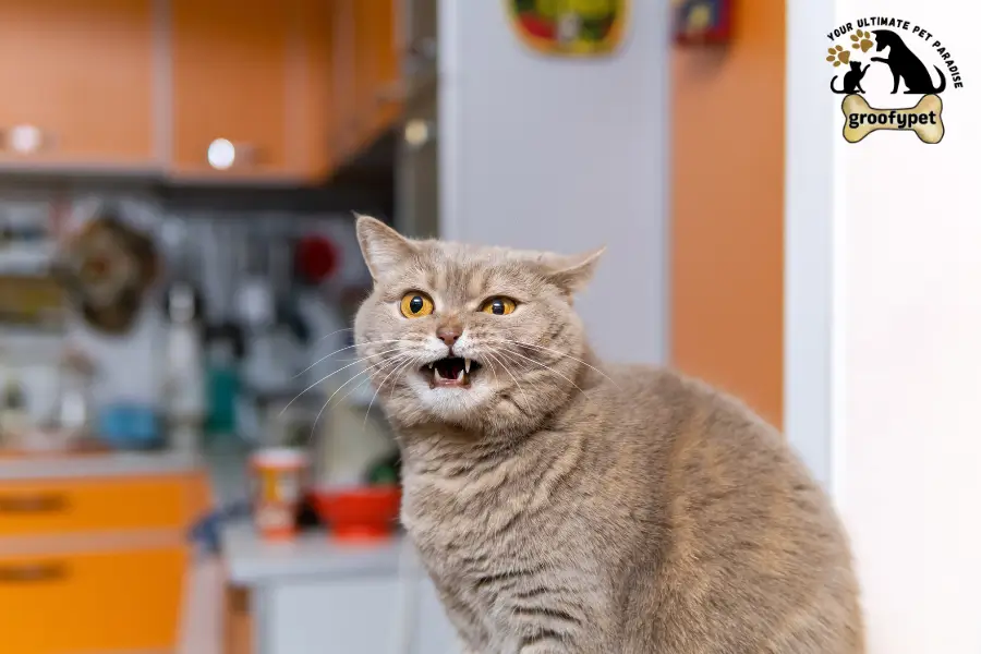 Cat With Floppy Ears
