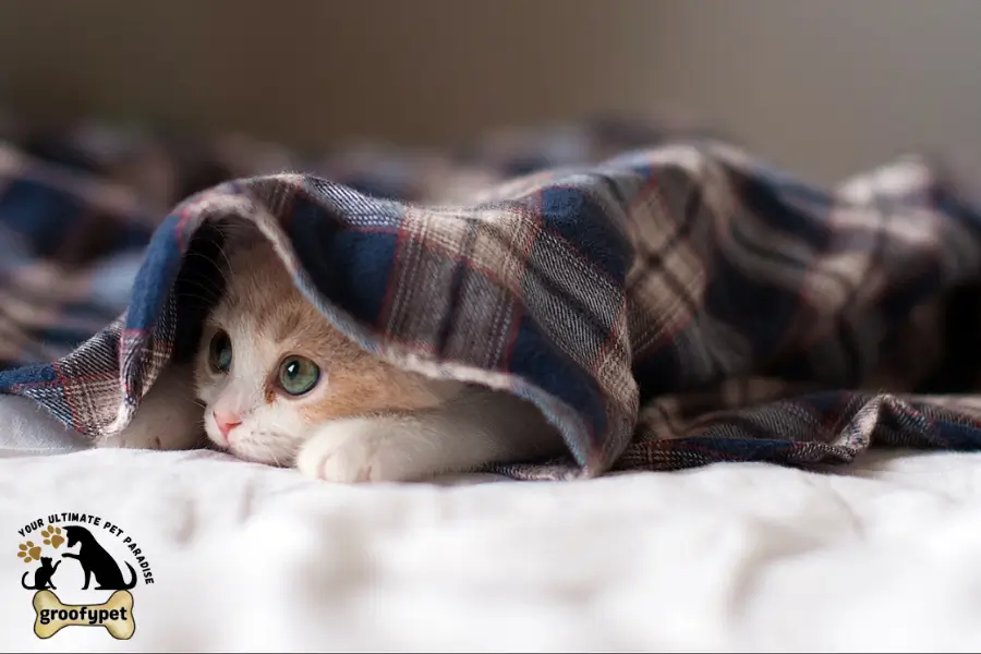 Cat With Floppy Ears