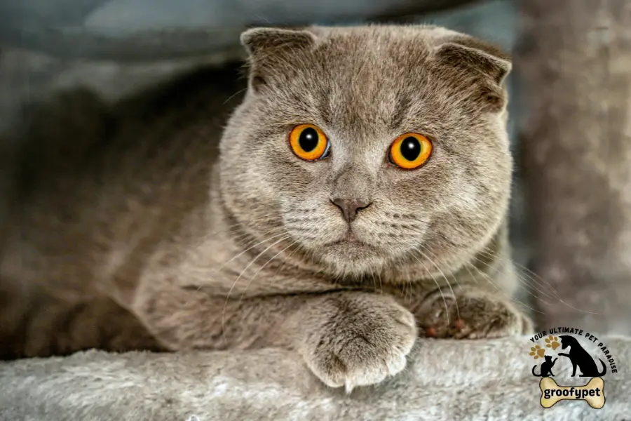 Cat With Floppy Ears