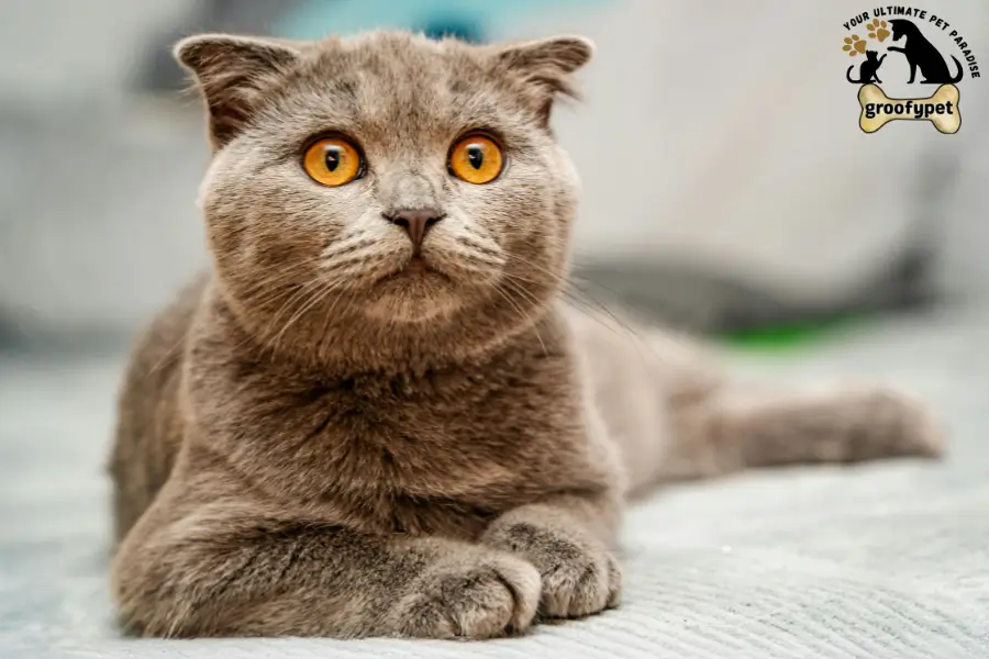 Cat With Floppy Ears