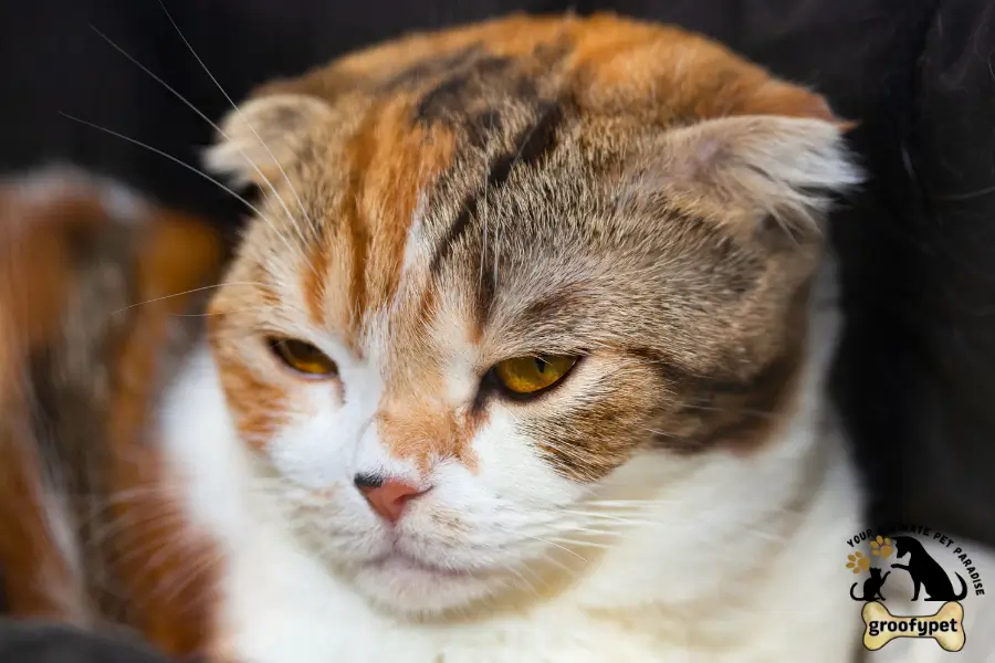 Cat With Floppy Ears