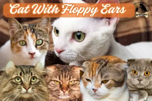 Cat With Floppy Ears