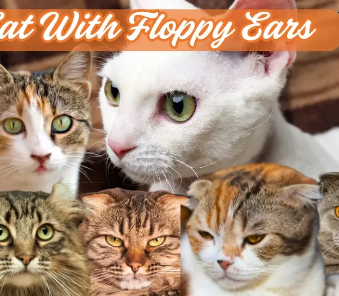 Top 10 Cat With Floppy Ears That Look Cute and Gentle!