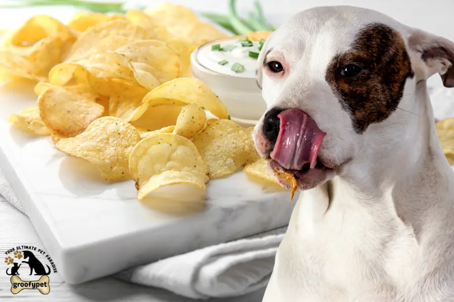 can dogs eat sour cream and onion chips