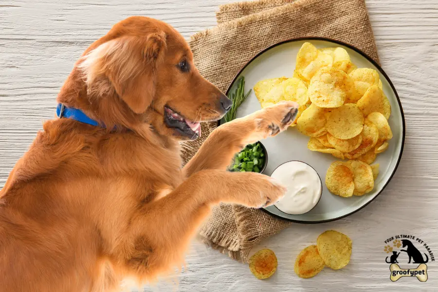 can dogs eat sour cream and onion chips