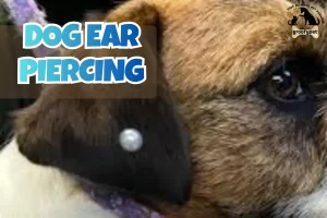 dog ear piercing