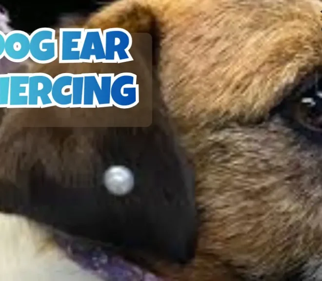 Dog Ear Piercing: Ultimate Guide To Safe, Stylish And WorryFree Piercings