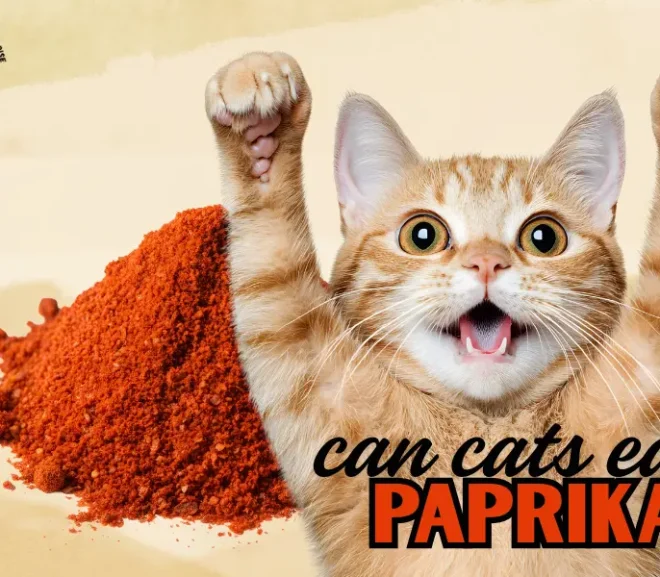 Can Cats Eat Paprika in 2026? A Loving Guide to Keeping Cats Safe!