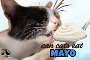 can cats eat mayo
