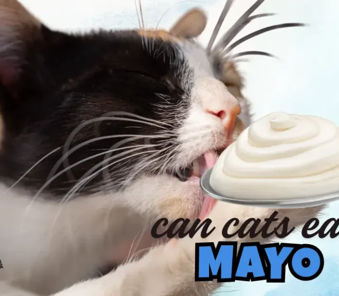 Can Cats Eat Mayo in 2026? A Caring Guide For Worried Cat Parents!