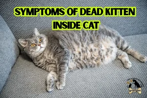 symptoms of dead kitten inside cat