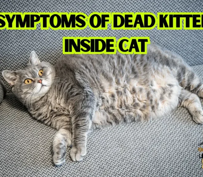 Symptoms of Dead Kitten Inside Cat: 12 Signs Every Cat Parent Must Know!