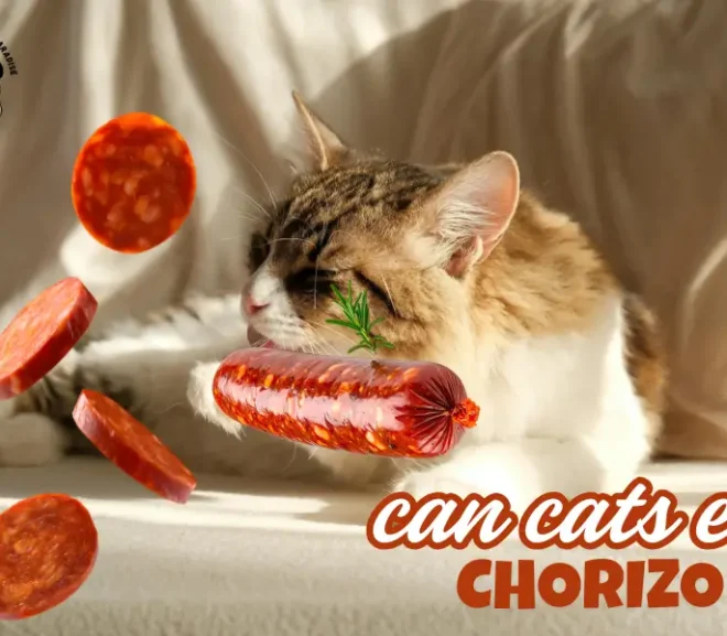 can cats eat chorizo? life saving guide 2026 for caring cat parents!