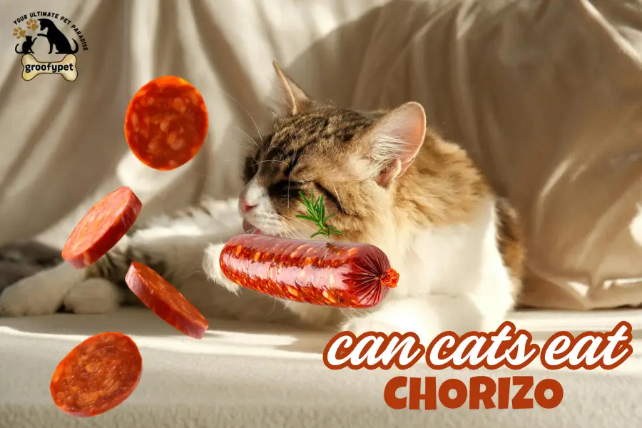 can cats eat chorizo
