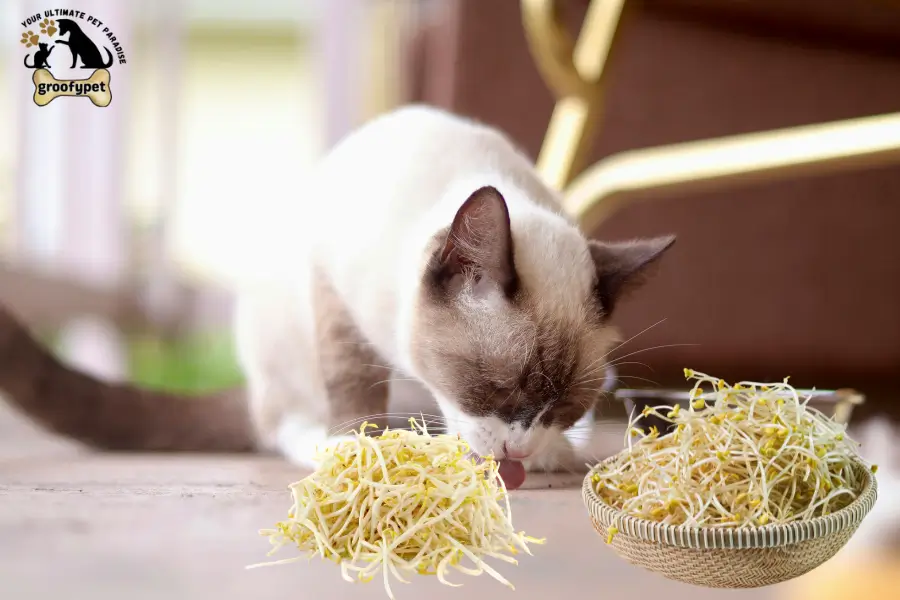 Can Cats Eat Bean Sprouts