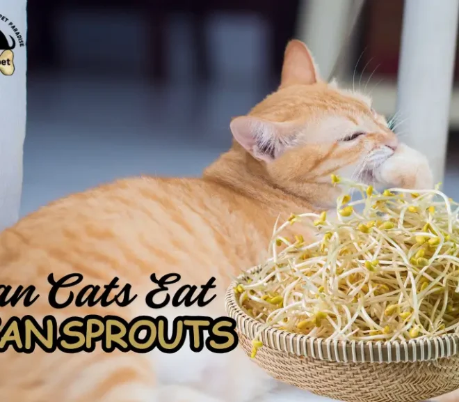 Can Cats Eat Bean Sprouts? A Safe and Loving Guide for Worried Cat Owners!