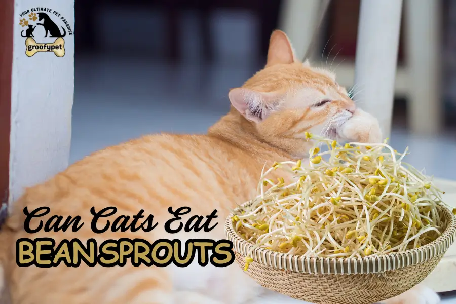 Can Cats Eat Bean Sprouts