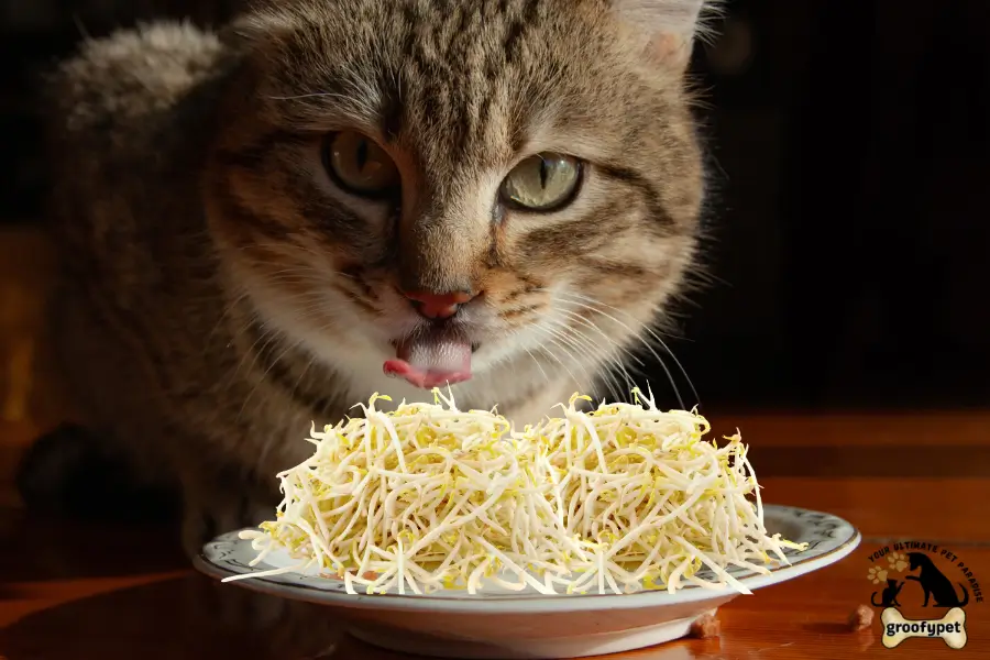 Can Cats Eat Bean Sprouts