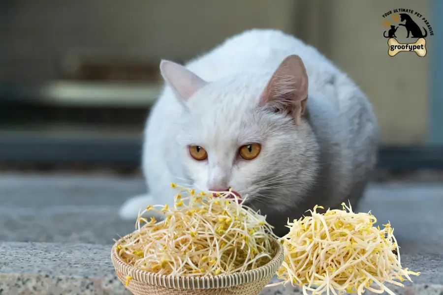 Can Cats Eat Bean Sprouts