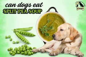 can dogs eat split pea soup