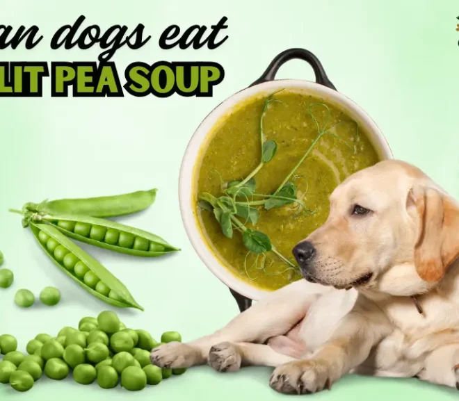 Can Dogs Eat Split Pea Soup? A Safe 2026 Guide Every Dog Parent Needs!