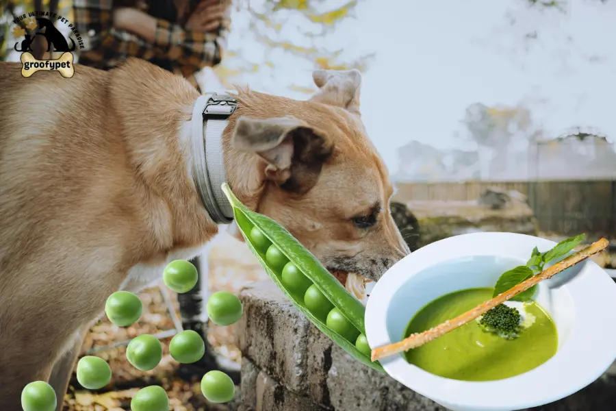 can dogs eat split pea soup