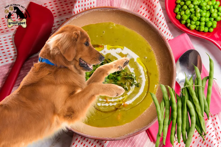 can dogs eat split pea soup