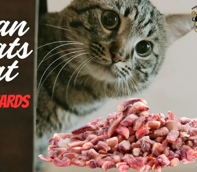 Can Cats Eat Gizzards? Don’t Miss This Surprising Health Boost!