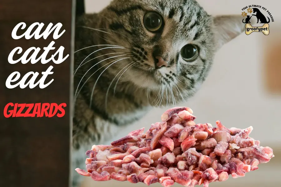 can cats eat gizzards