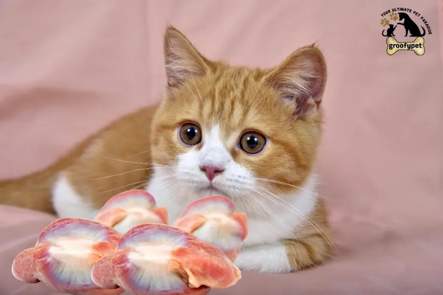 can cats eat gizzards