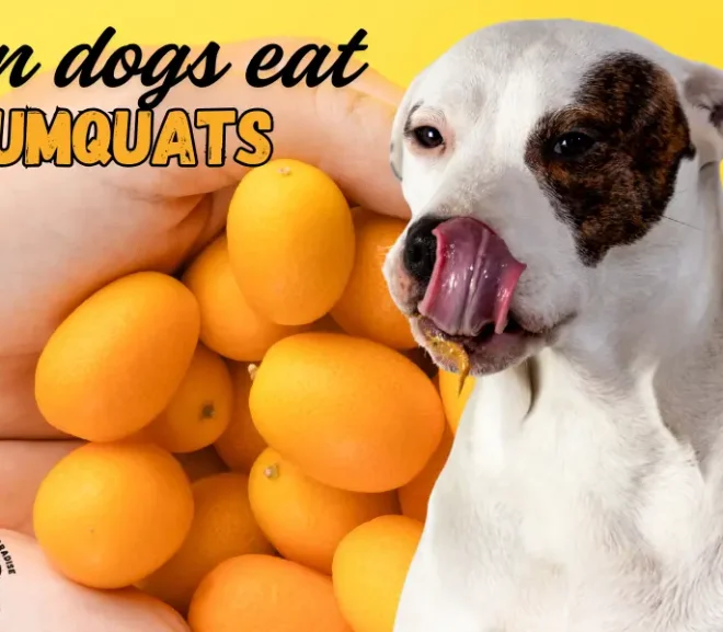 Can Dogs Eat Kumquats? Learn the Safe Way to Share!