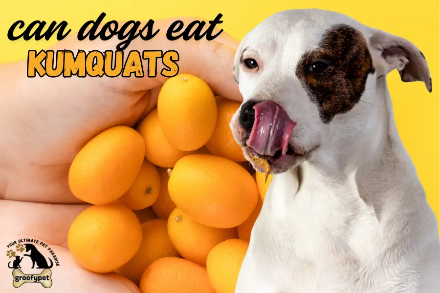 Can dogs eat kumquats