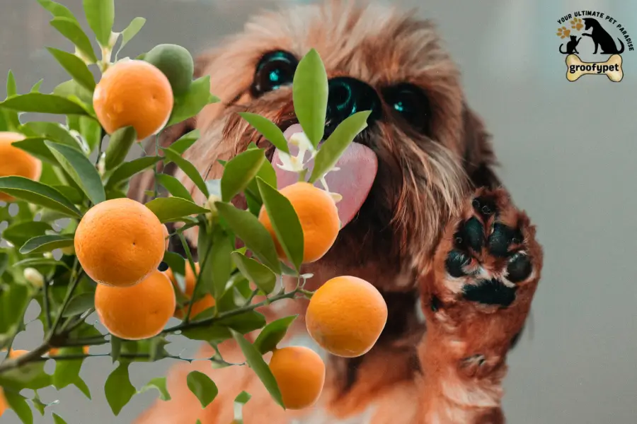 can dogs eat kumquats