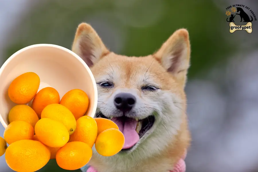 can dogs eat kumquats