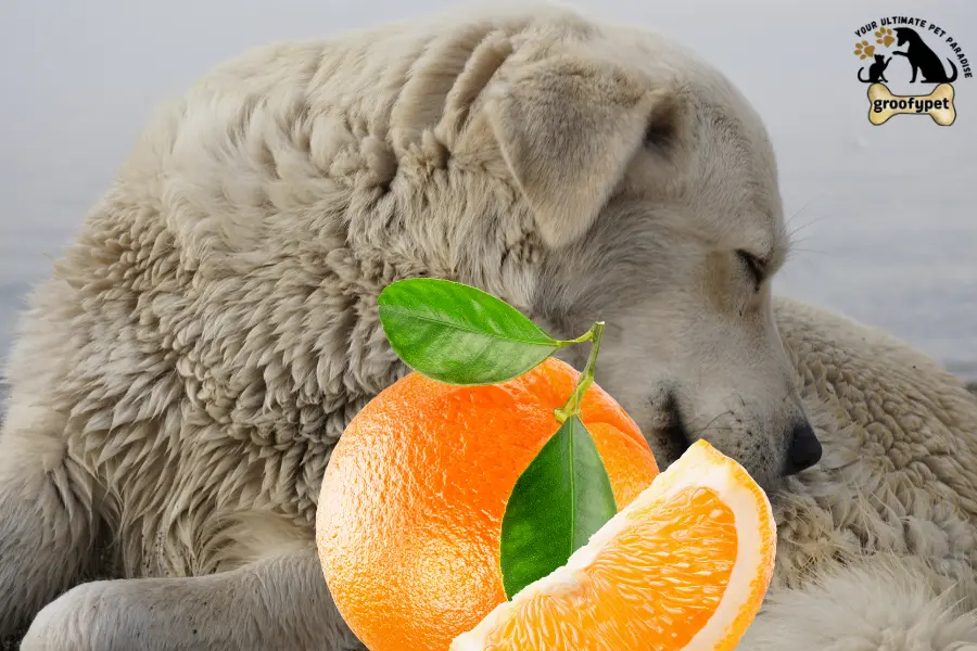 Can dogs eat kumquats