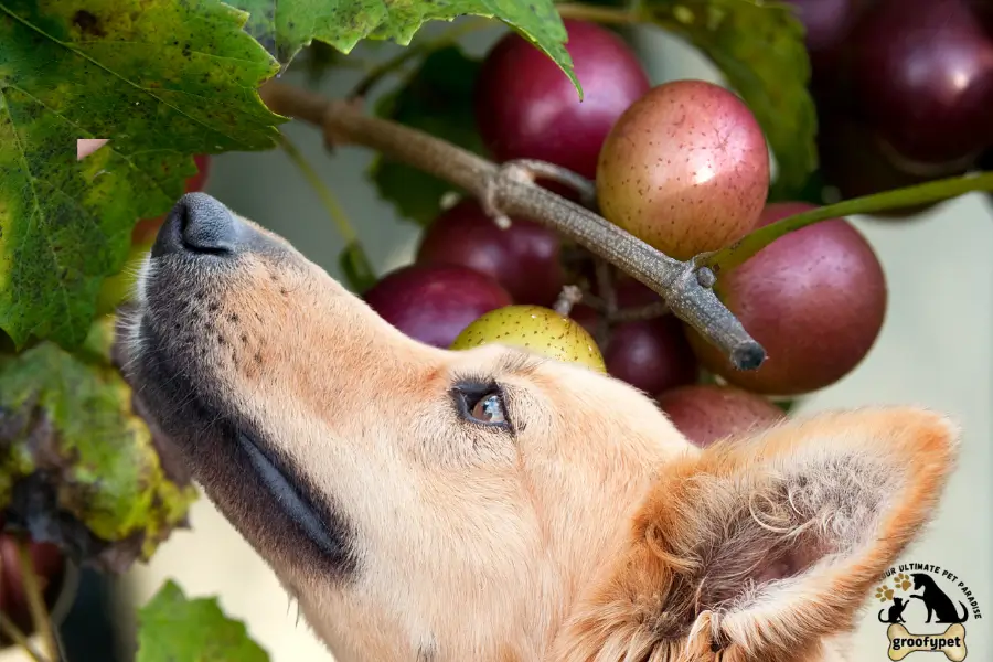 can dogs eat muscadines
