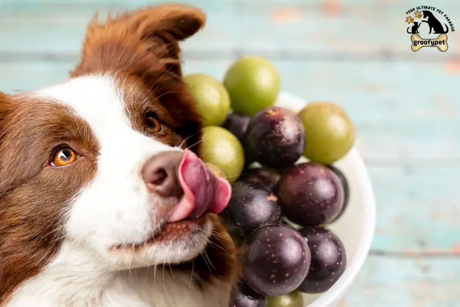 can dogs eat muscadines