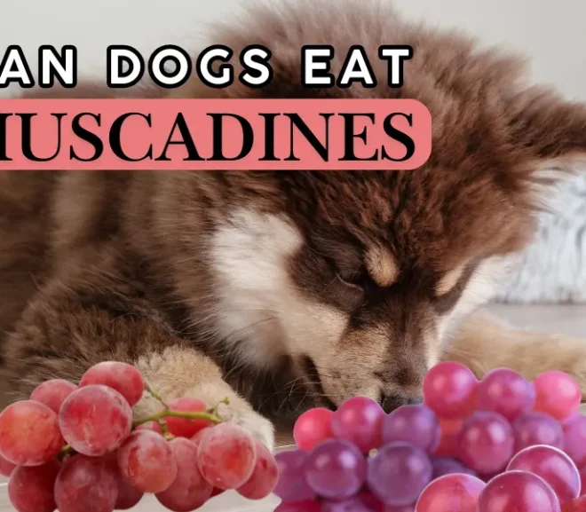 Can Dogs Eat Muscadines? Avoid These Common Mistakes That Harm Dogs!