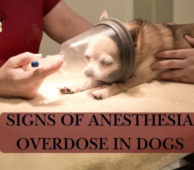 Signs of Anesthesia Overdose in Dogs: Spot the Warning Before It’s Too Late!