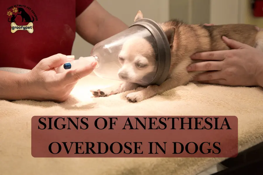 signs of anesthesia overdose in dogs