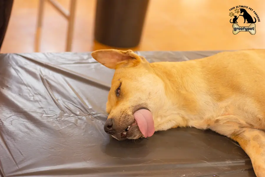 signs of anesthesia overdose in dogs