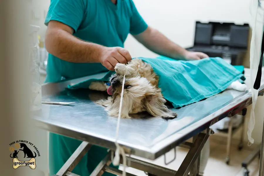 signs of anesthesia overdose in dogs