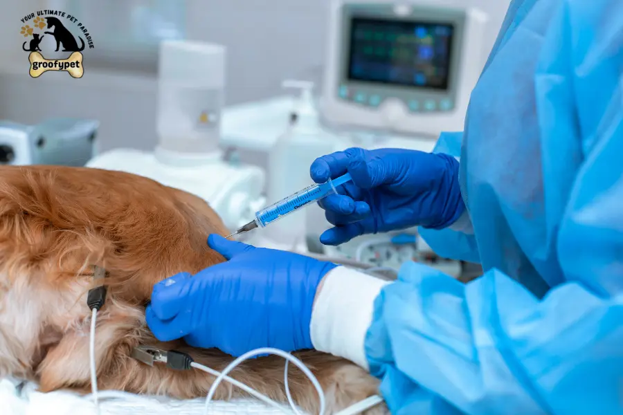 signs of anesthesia overdose in dogs
