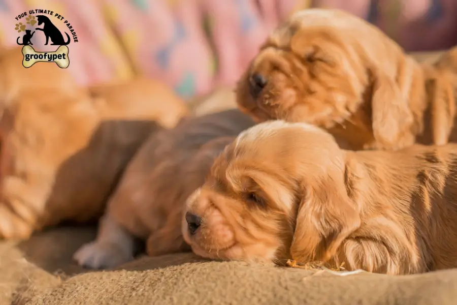 can puppies be born days apart