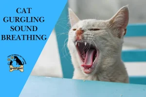 cat gurgling sound breathing