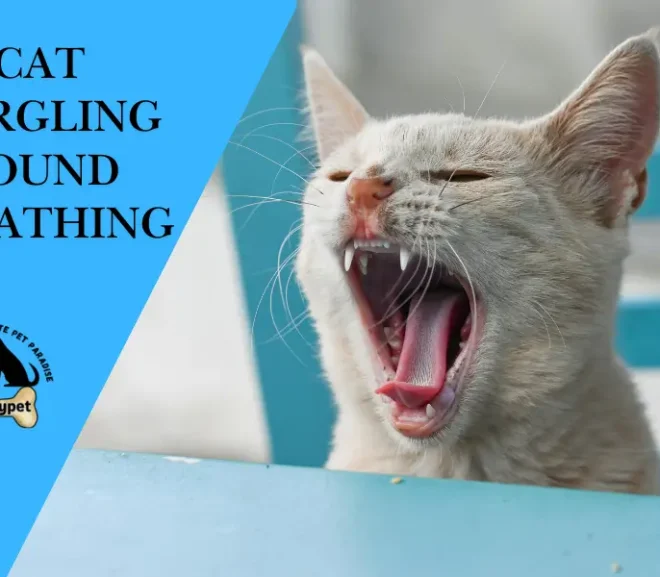 Cat Gurgling Sound Breathing: When to Worry and How to Help Fast!