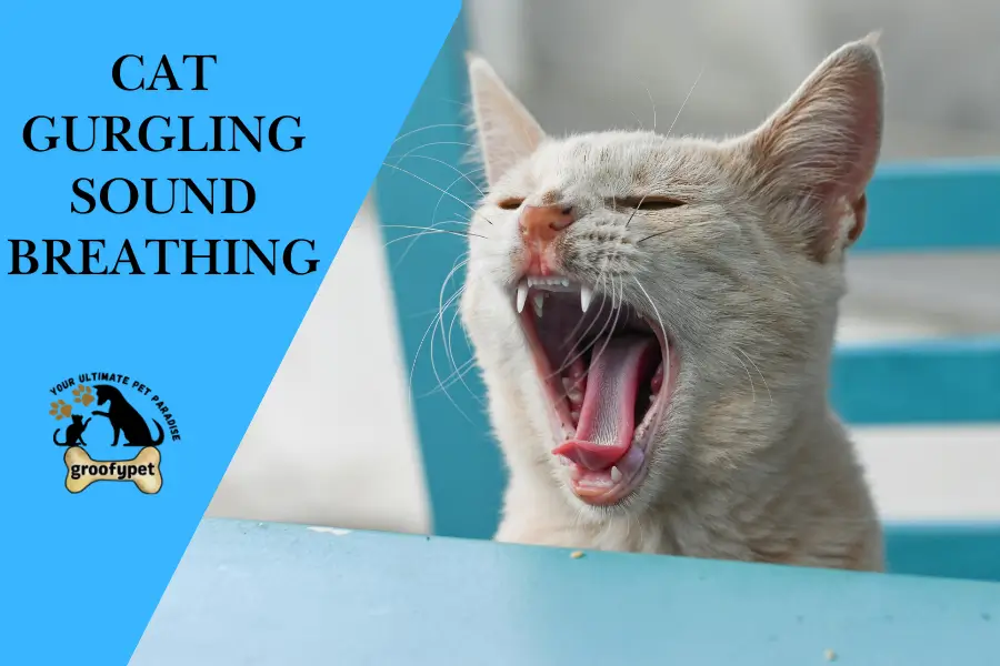 cat gurgling sound breathing