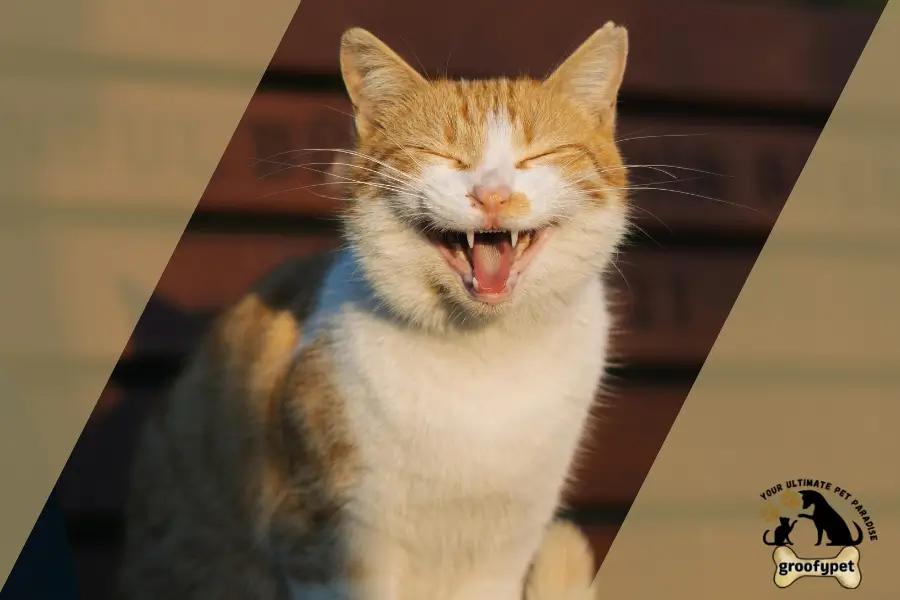 cat gurgling sound breathing