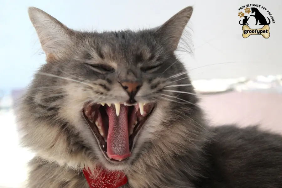 cat gurgling sound breathing