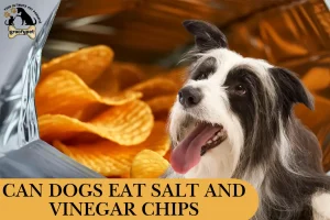 can dogs eat salt and vinegar chips